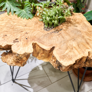 Live Tree Slabs